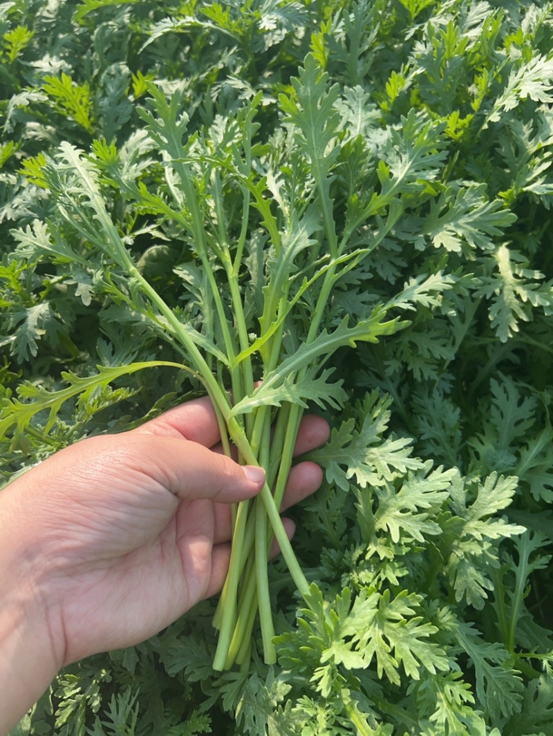茼蒿菜赶集货，精品货，地头装车，产地直供