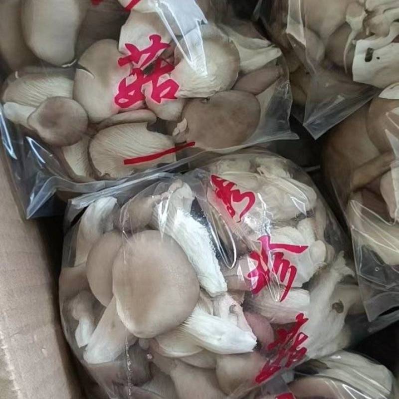 秀珍菇