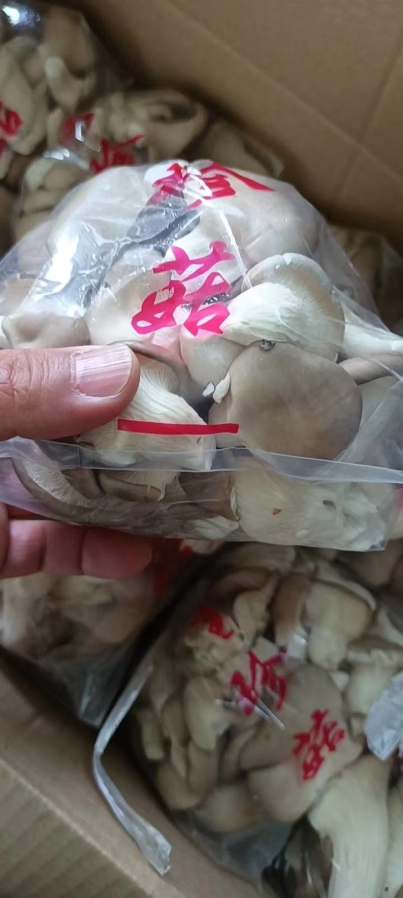 秀珍菇