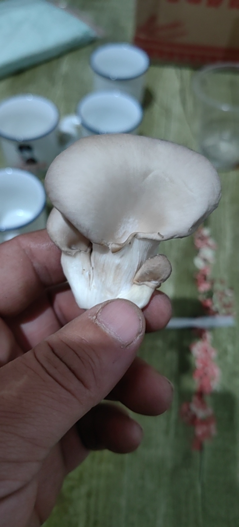 秀珍菇