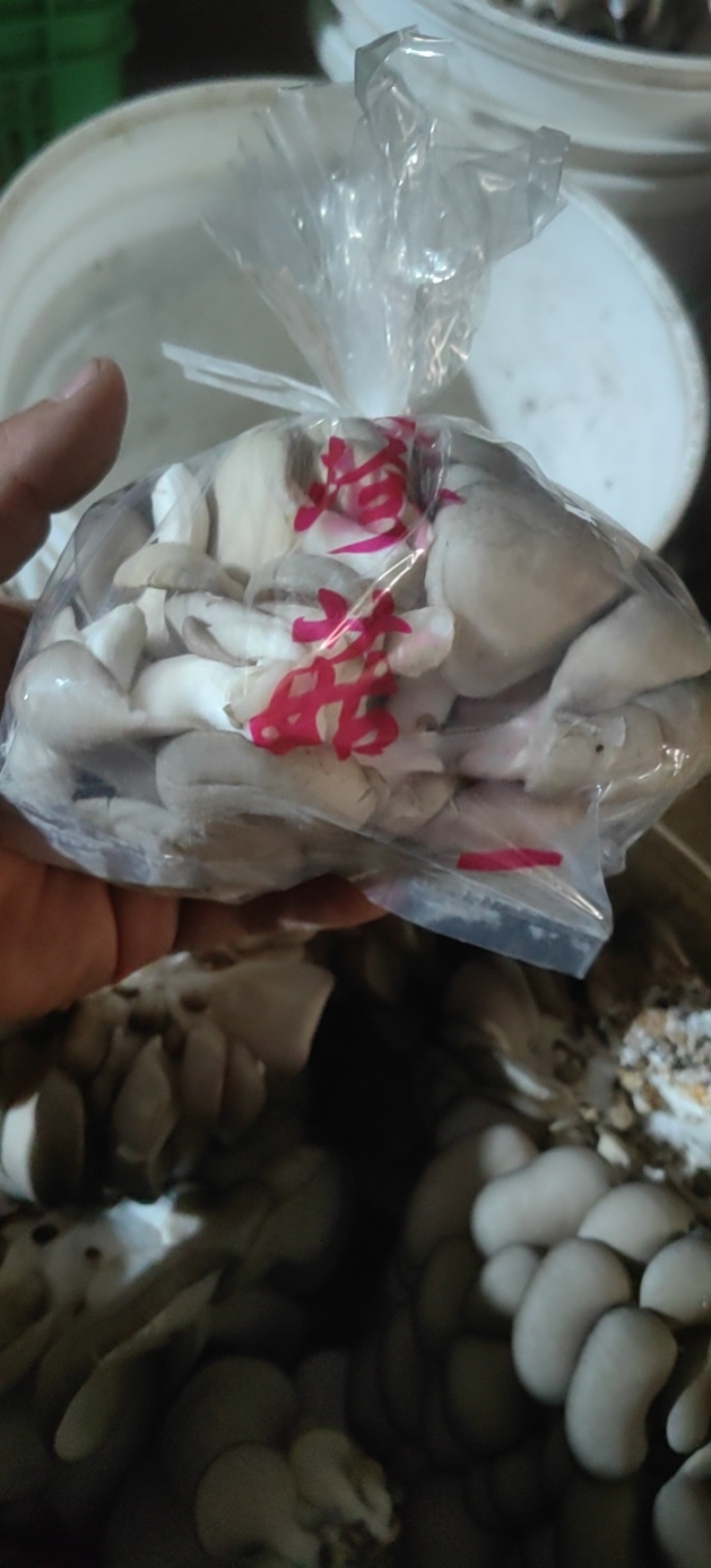 秀珍菇