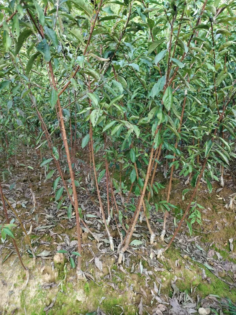 清脆李、蜂糖李、五月脆李子苗产地直销，保证质量