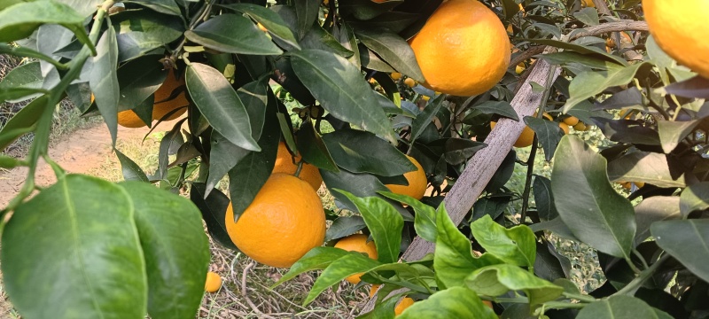 爱媛