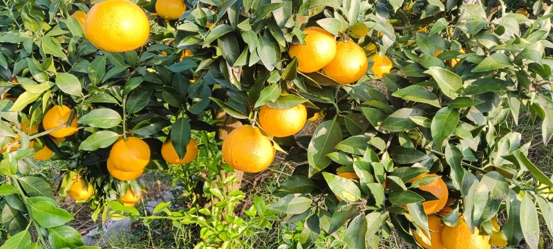 爱媛
