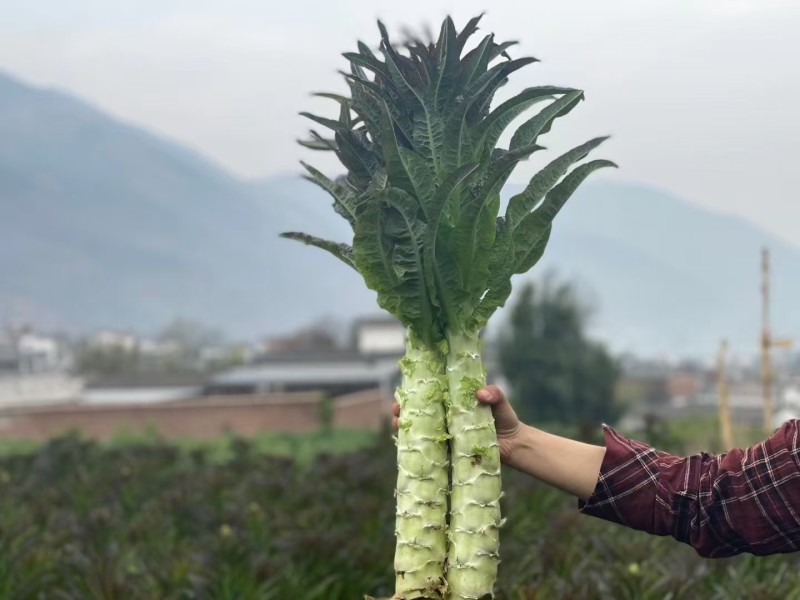 云南精品莴笋杆子，产地直发，品质保证，量大从优，欢迎来电