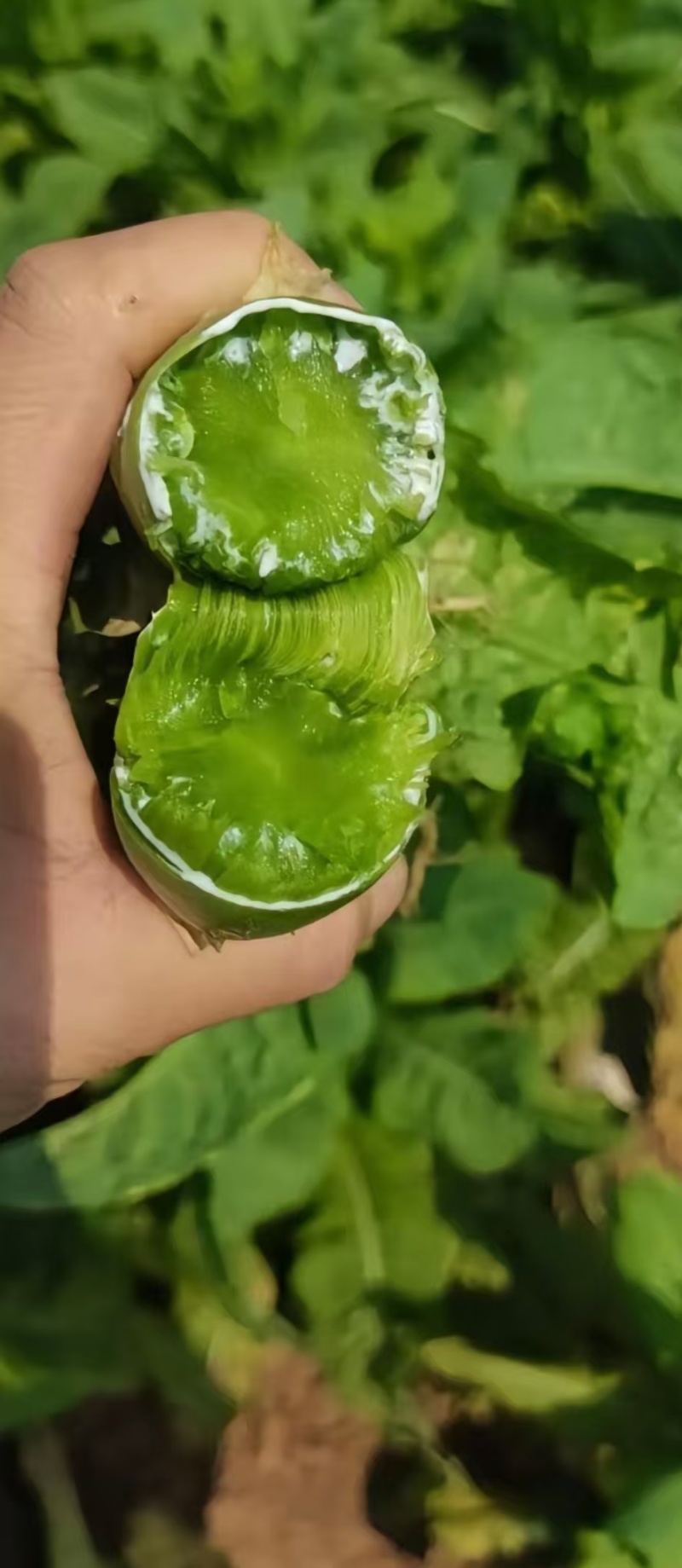 云南精品莴笋杆子，产地直发，品质保证，量大从优，欢迎来电