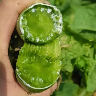 三青莴笋，云南产地发货，一手货源，价格便宜，可视频看货