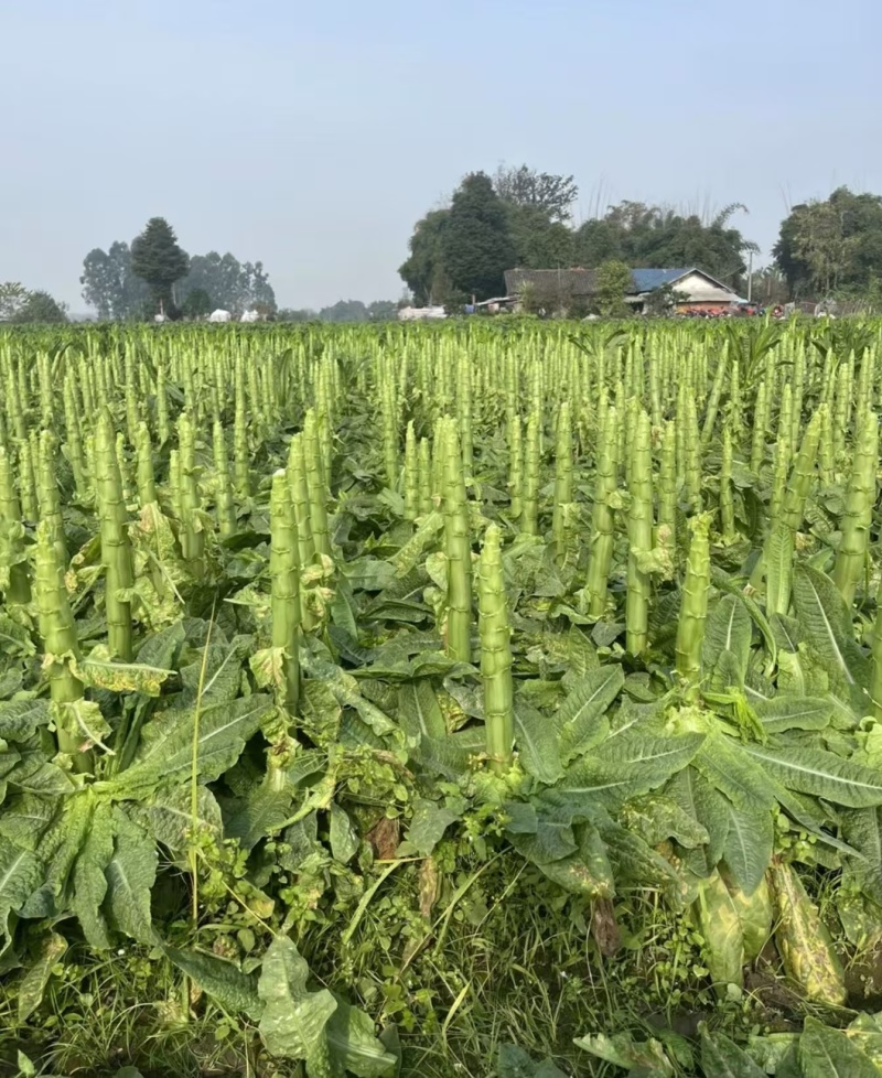 三青莴笋，云南产地发货，一手货源，价格便宜，可视频看货
