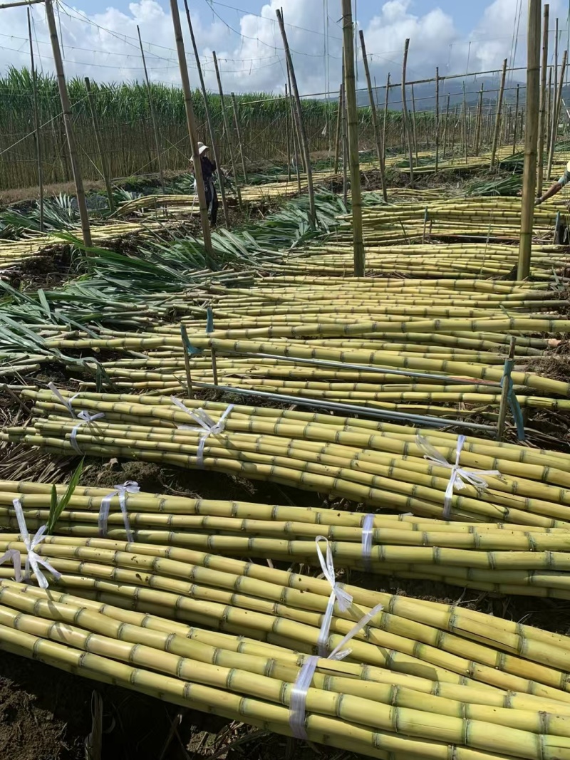 黄皮甘蔗云南黄金甘蔗基地直供，现砍现发，量大从优欢迎电联