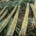黄皮甘蔗云南黄金甘蔗基地直供，现砍现发，量大从优欢迎电联