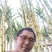 黄皮甘蔗云南黄金甘蔗基地直供，现砍现发，量大从优欢迎电联
