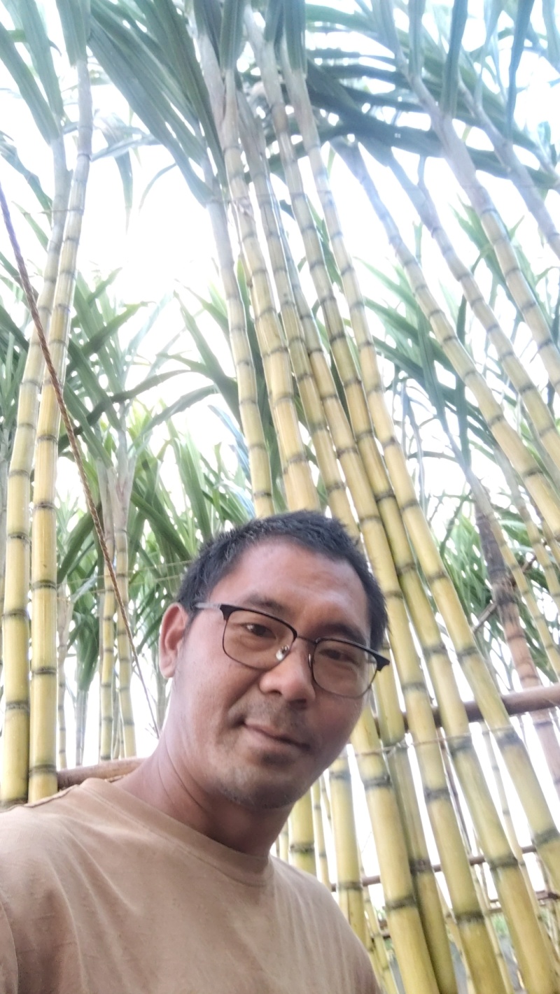 黄皮甘蔗云南黄金甘蔗基地直供，现砍现发，量大从优欢迎电联