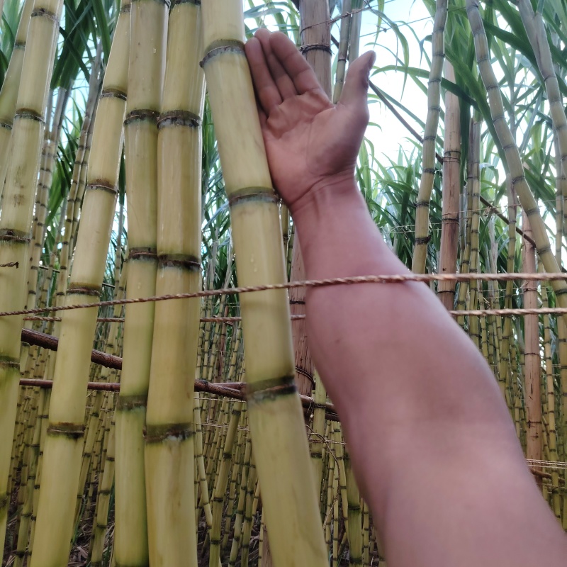 黄皮甘蔗云南黄金甘蔗基地直供，现砍现发，量大从优欢迎电联