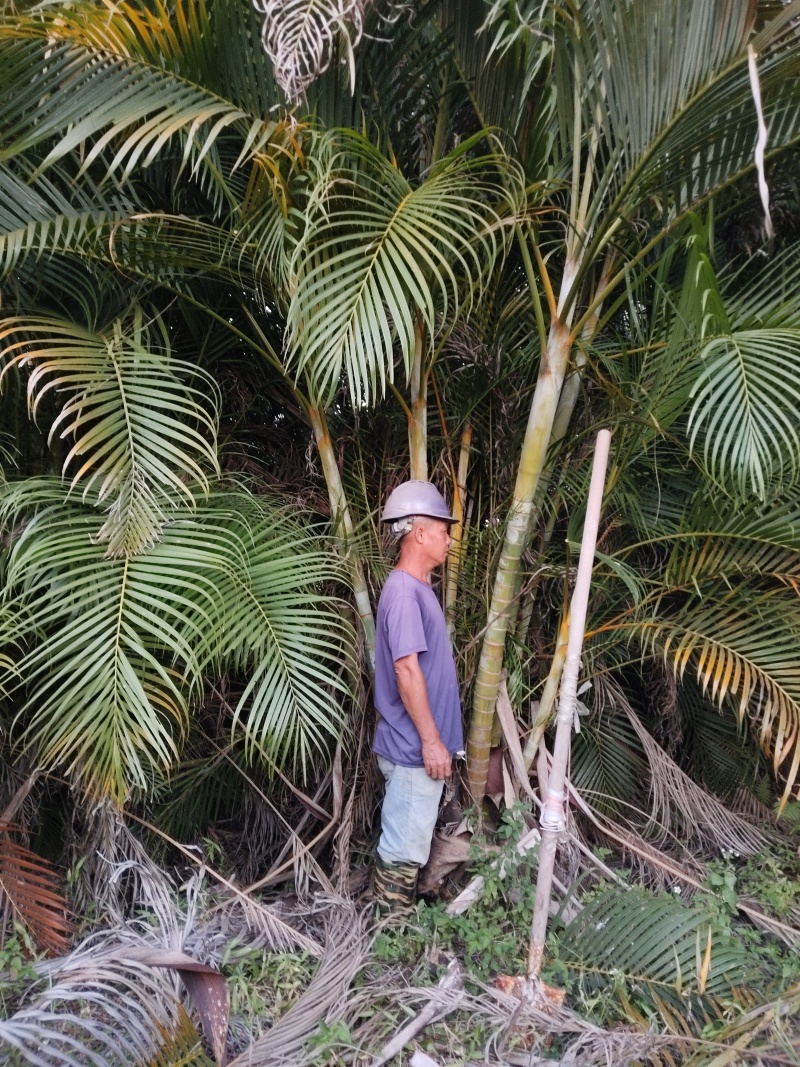 园林绿化大型散尾葵苗圃直发长期供货量大有货广西钦州散尾葵