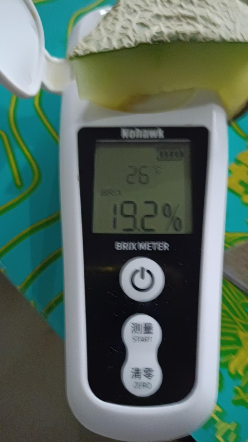 牛三网纹瓜