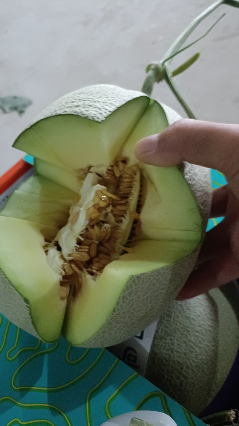 牛三网纹瓜