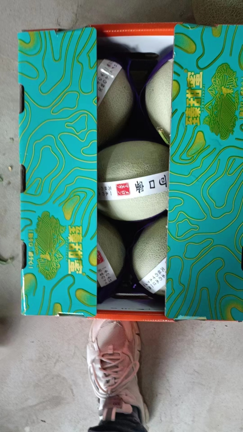 牛三网纹瓜