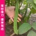 农之子绿宝刀豆种子翠绿厚肉耐高温