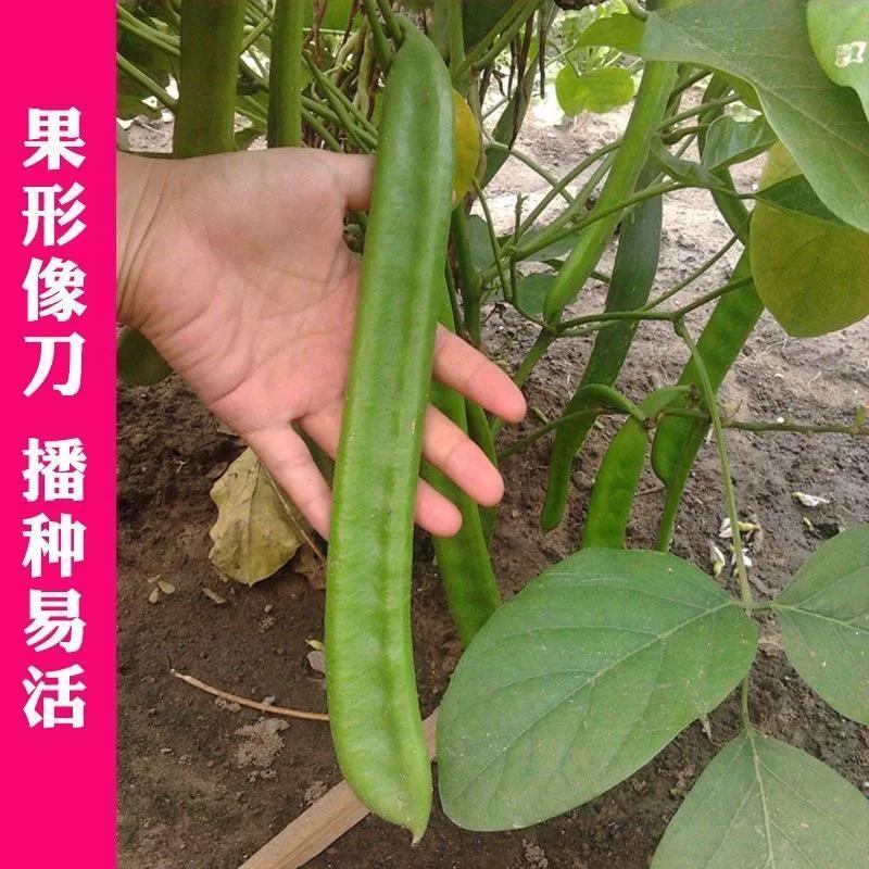 农之子绿宝刀豆种子翠绿厚肉耐高温