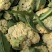 安徽砀山精品花菜，货源充足保质保量，供应商超各大市场