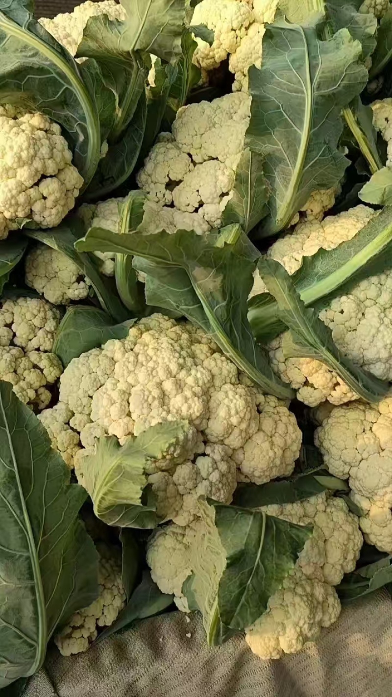 安徽砀山精品花菜，货源充足保质保量，供应商超各大市场