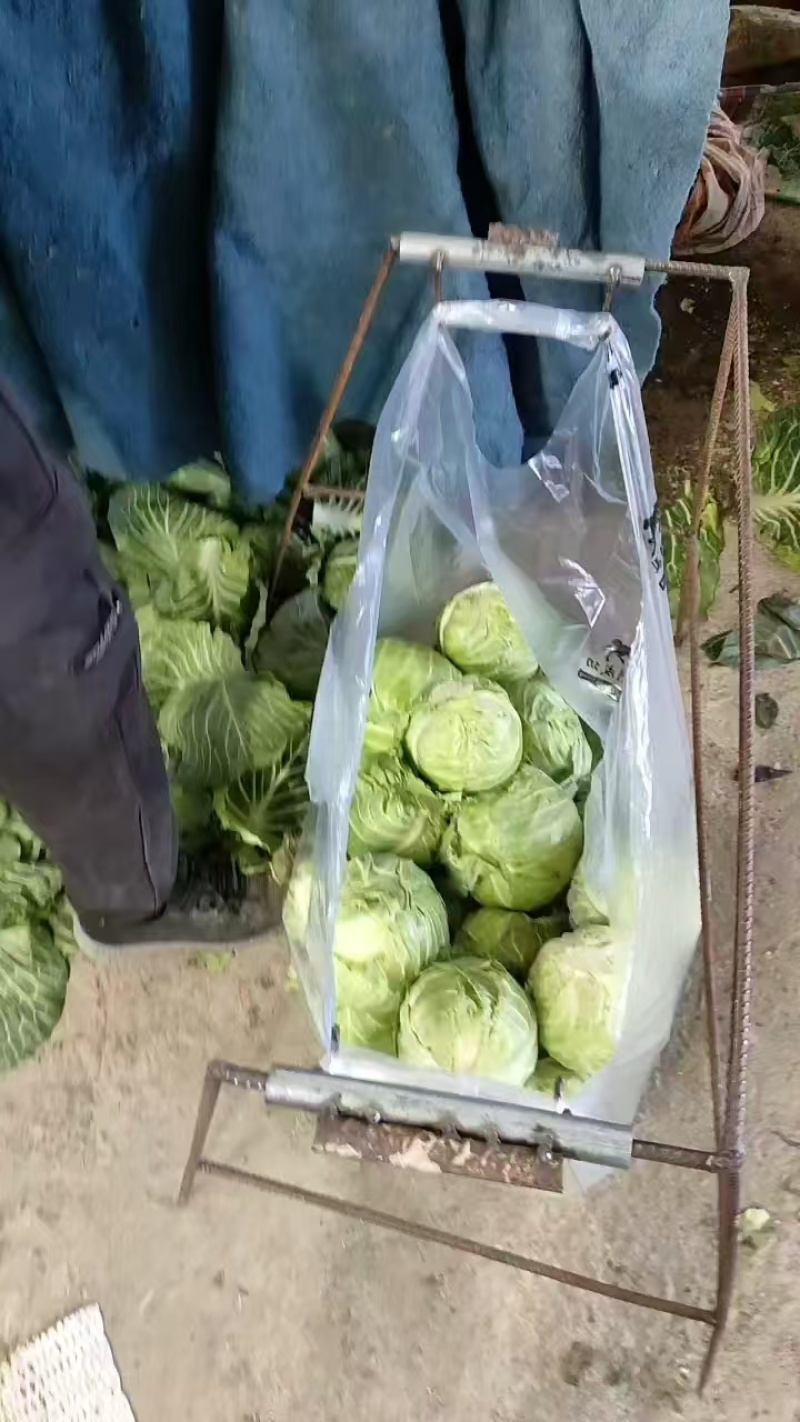 精品包菜，大量上市货源充足保质保量。供应商超各大市场