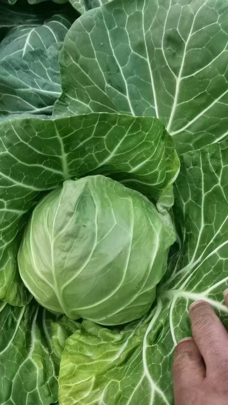精品包菜，大量上市货源充足保质保量。供应商超各大市场