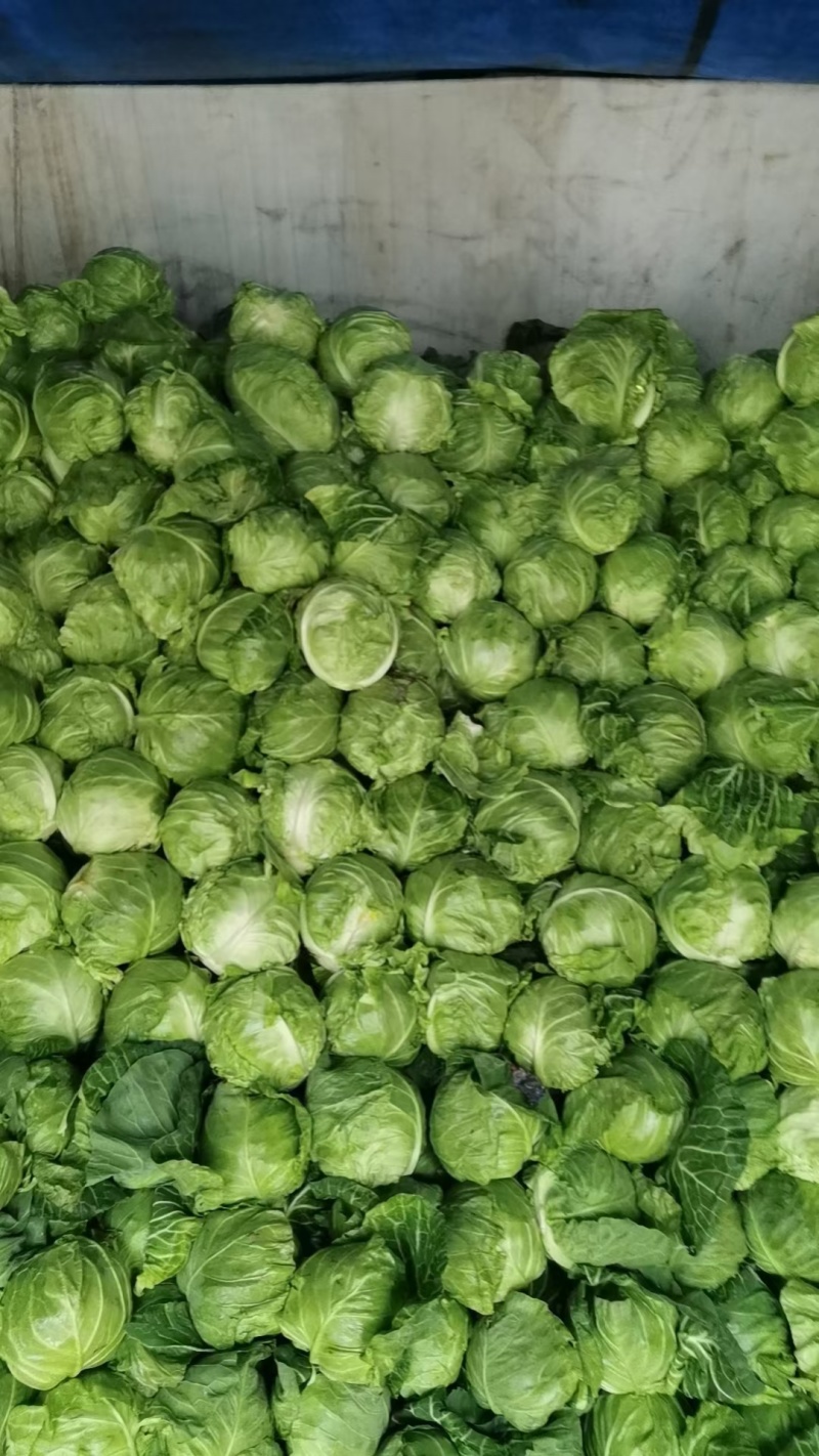 精品包菜，大量上市货源充足保质保量。供应商超各大市场