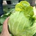 精品包菜，大量上市货源充足保质保量。供应商超各大市场