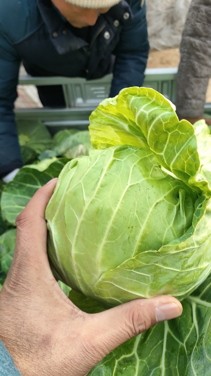 精品包菜，大量上市货源充足保质保量。供应商超各大市场
