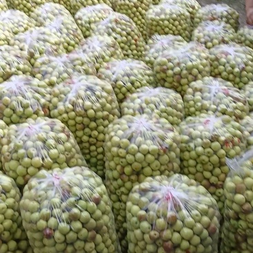 沾化冬枣