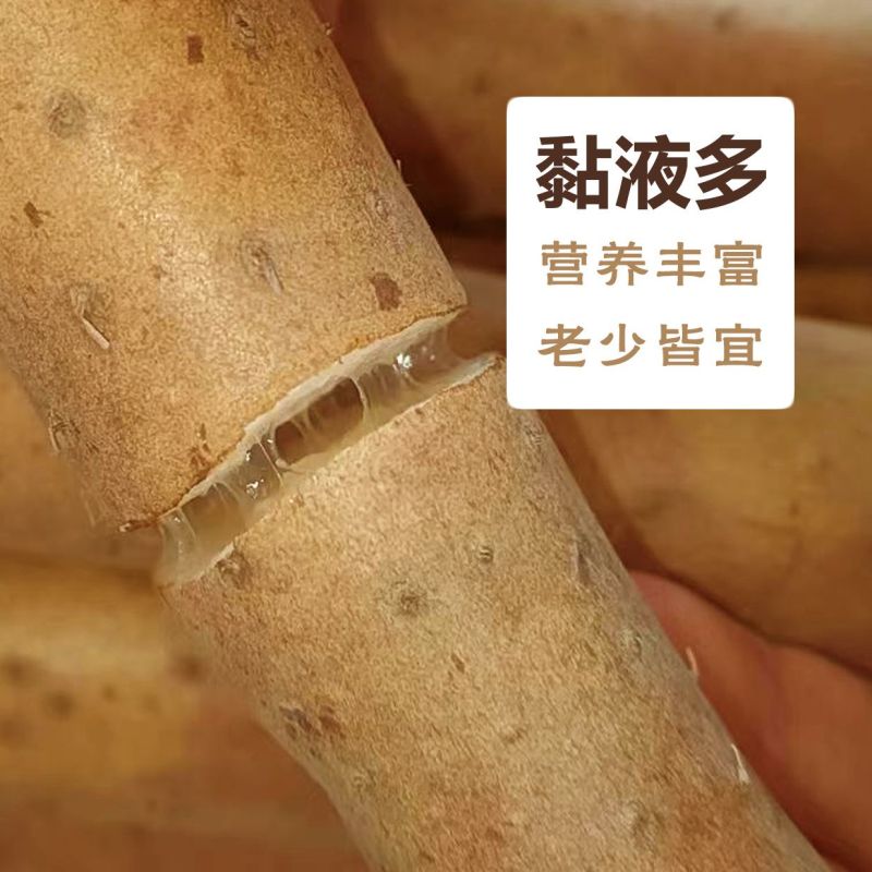 【精选】新疆正宗现挖白玉山药品质纯正软糯香甜生态种