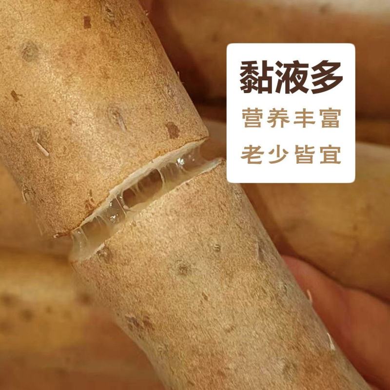 【精选】新疆正宗现挖白玉山药品质纯正软糯香甜生态种