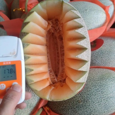 河北哈密瓜