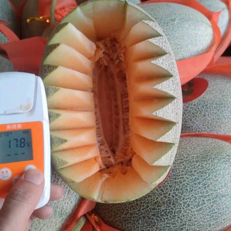 河北哈密瓜
