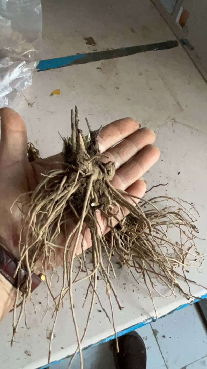 北苍术朱砂点三年苗二年苗