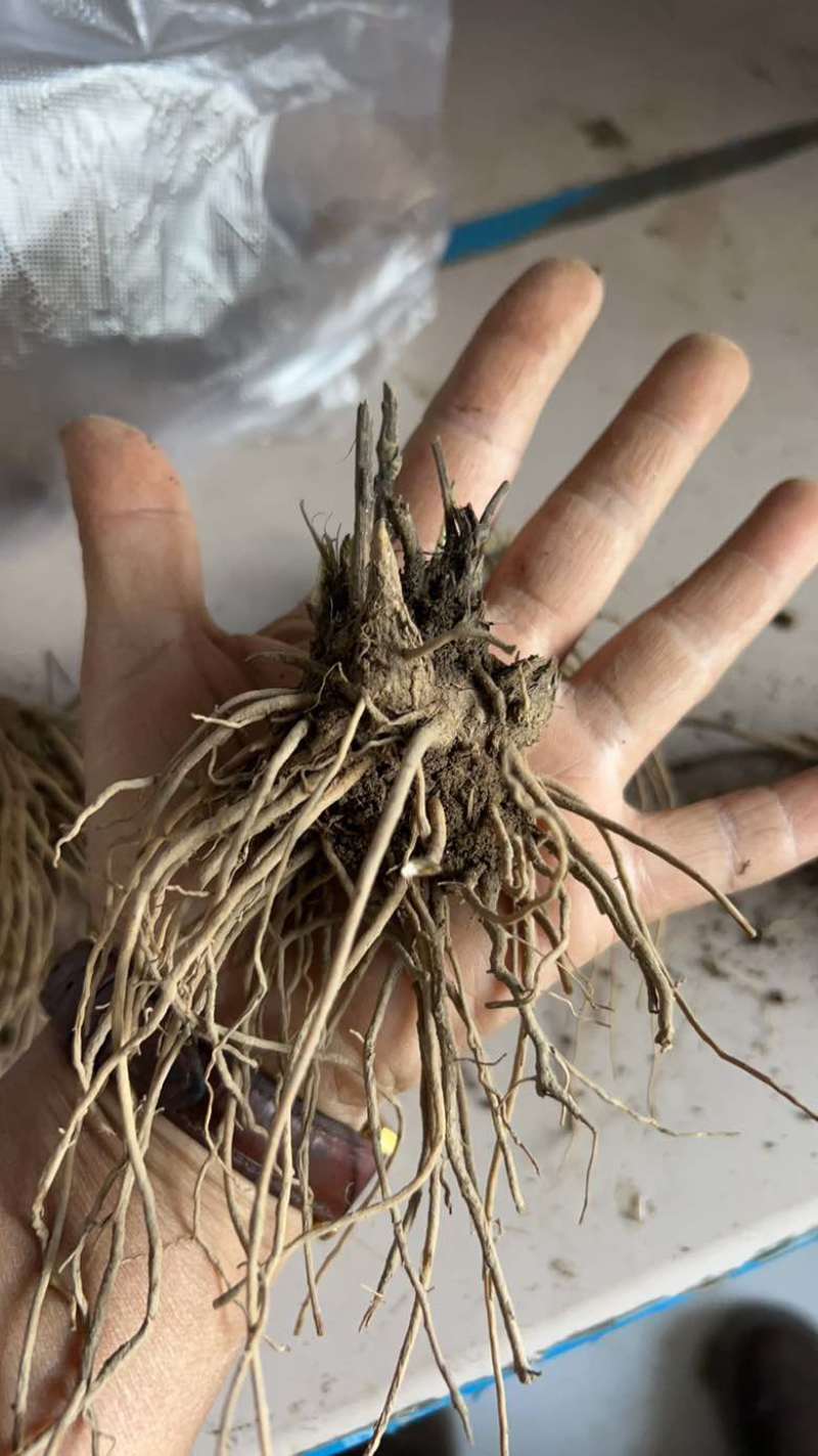 北苍术朱砂点三年苗二年苗
