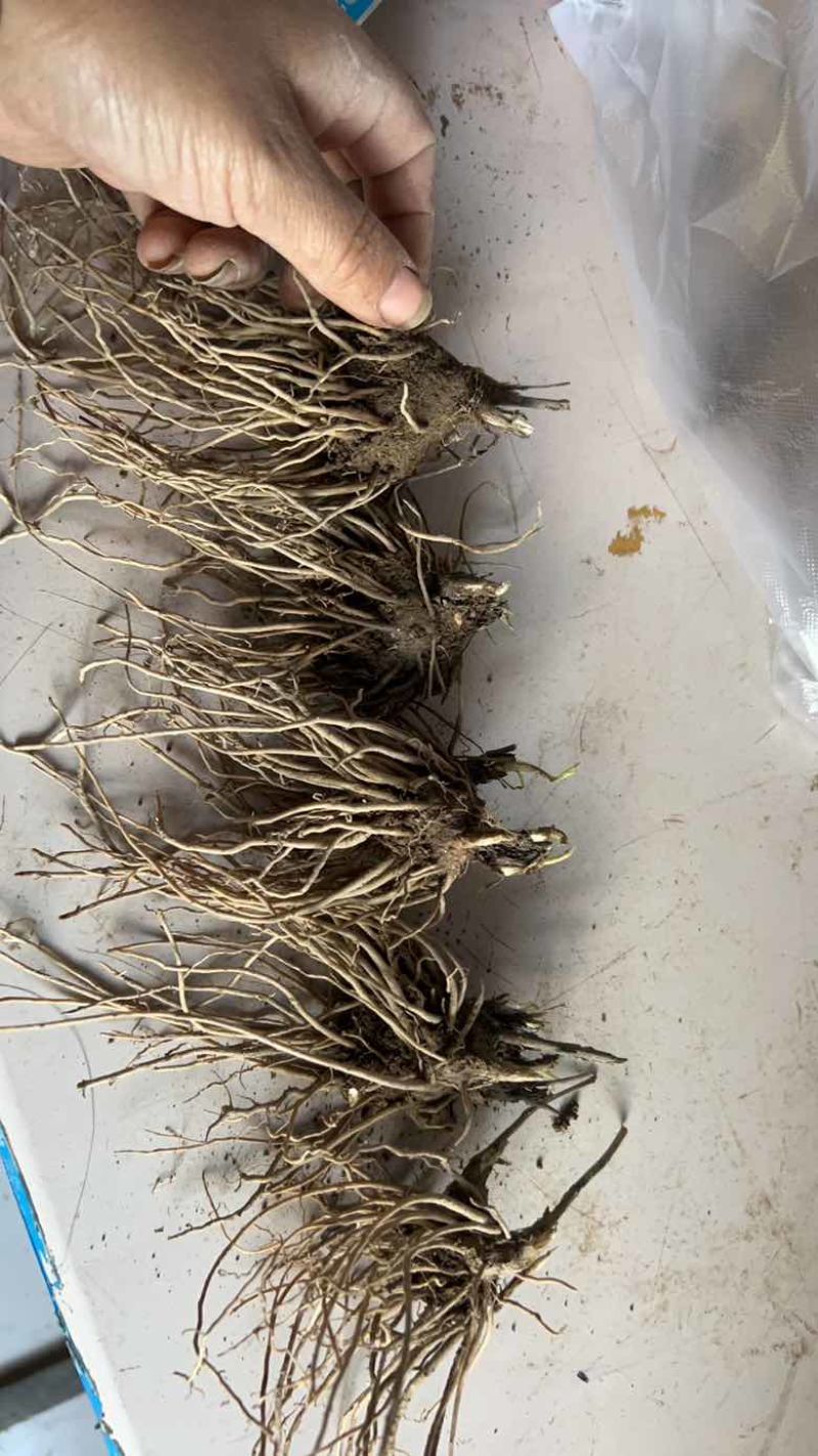 北苍术朱砂点三年苗二年苗