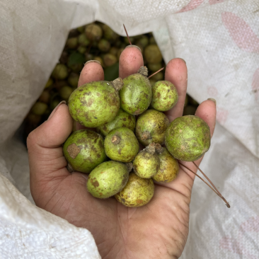 油茶果