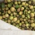 油茶果