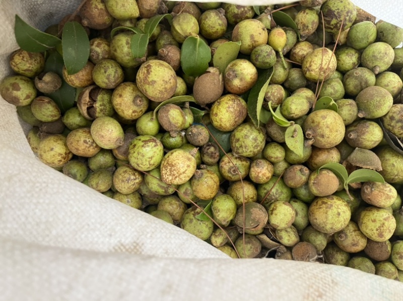 油茶果