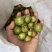 油茶果