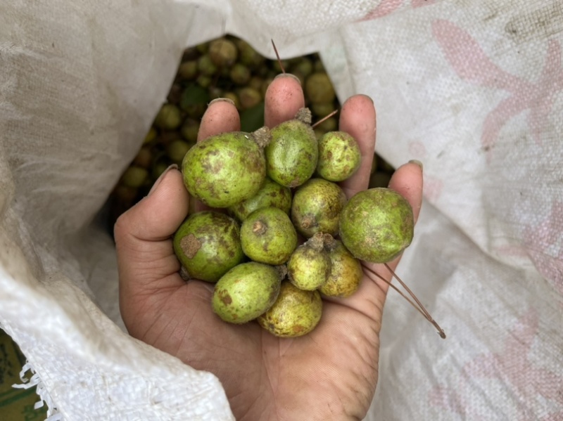油茶果