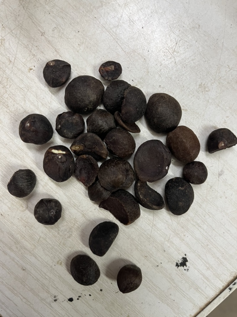 油茶果