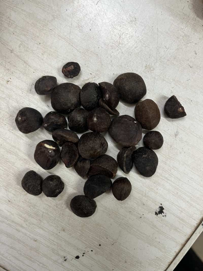 油茶果