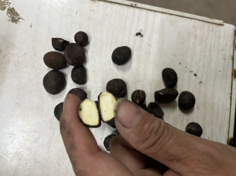 油茶果