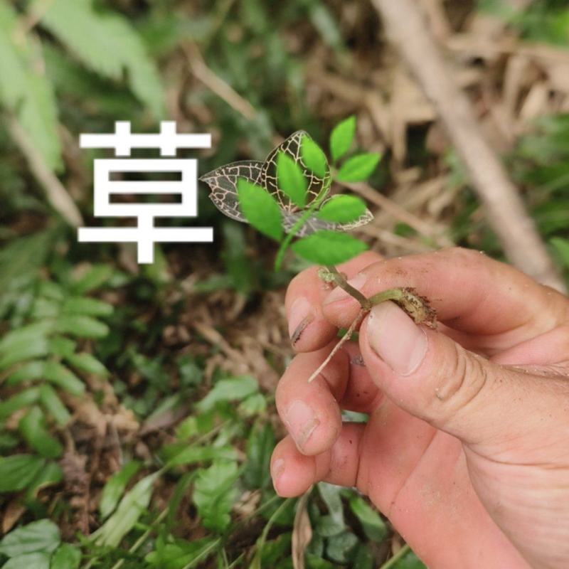 金线莲