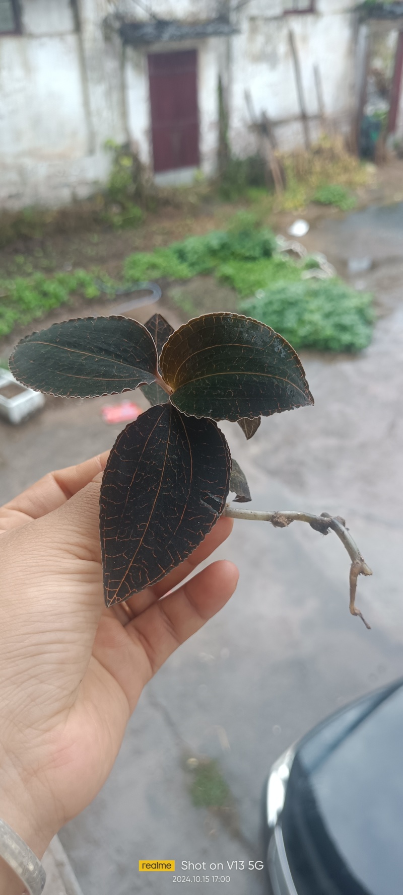 金线莲