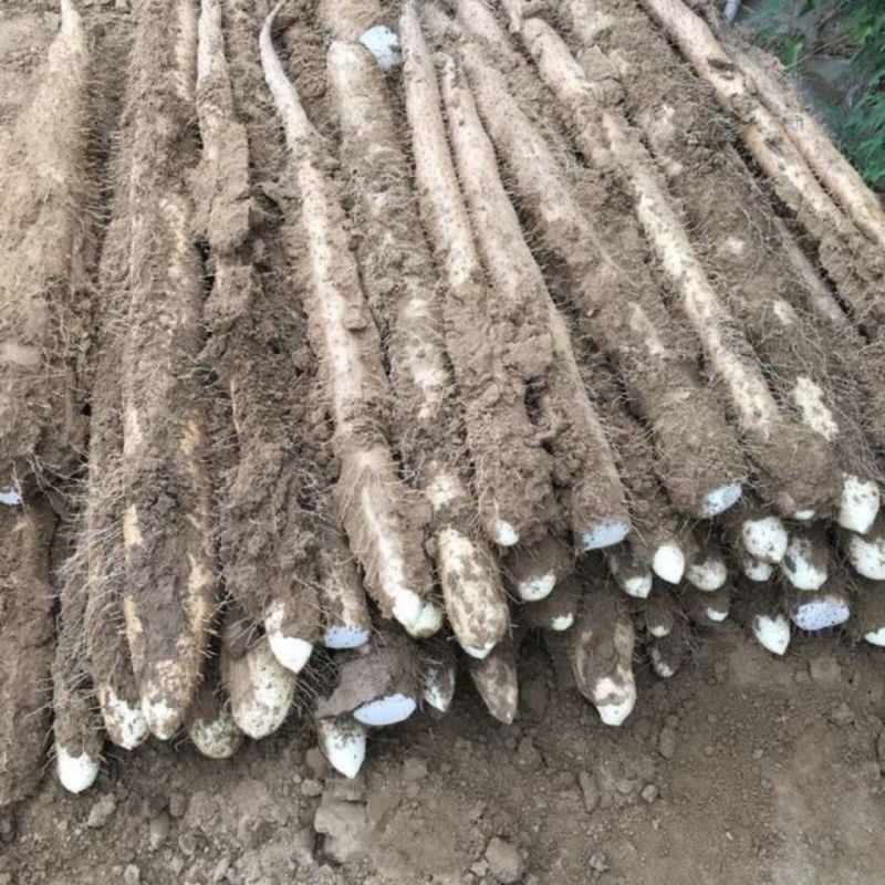 【牛商优选】新疆白玉山药保证新鲜量大从优代发全