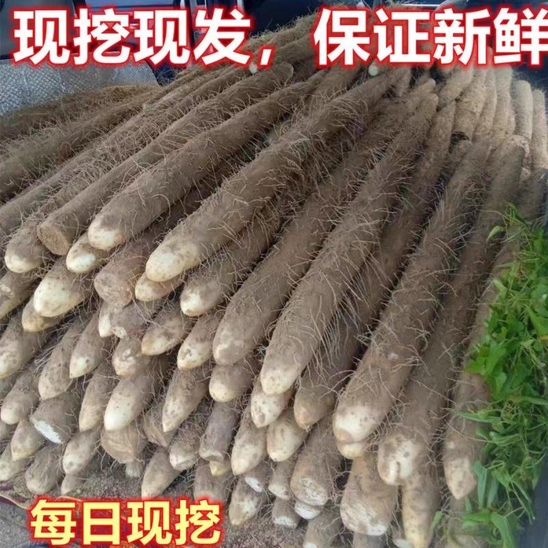 【牛商优选】新疆白玉山药保证新鲜量大从优代发全
